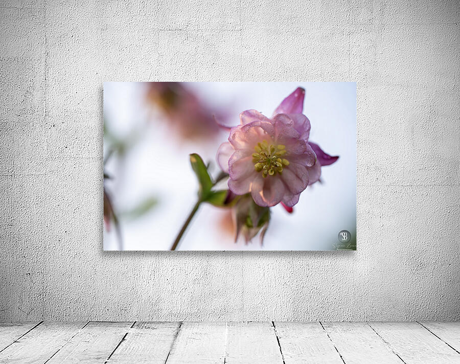 Delicacy Wall Preview