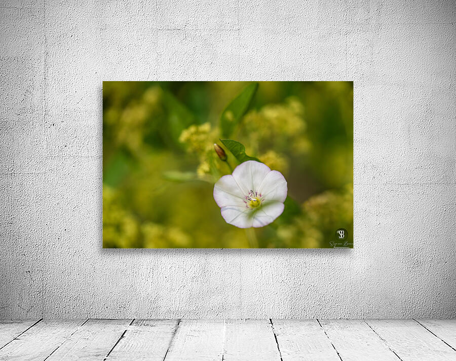 Little Glass 2 Wall Preview