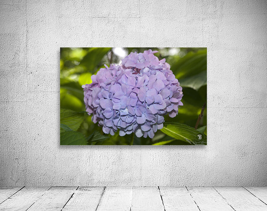 Lilac Hydrangea Wall Preview