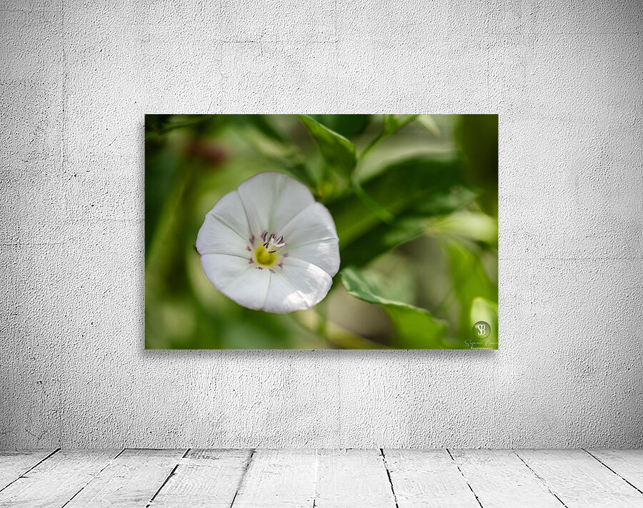 Little Glass Wall Preview