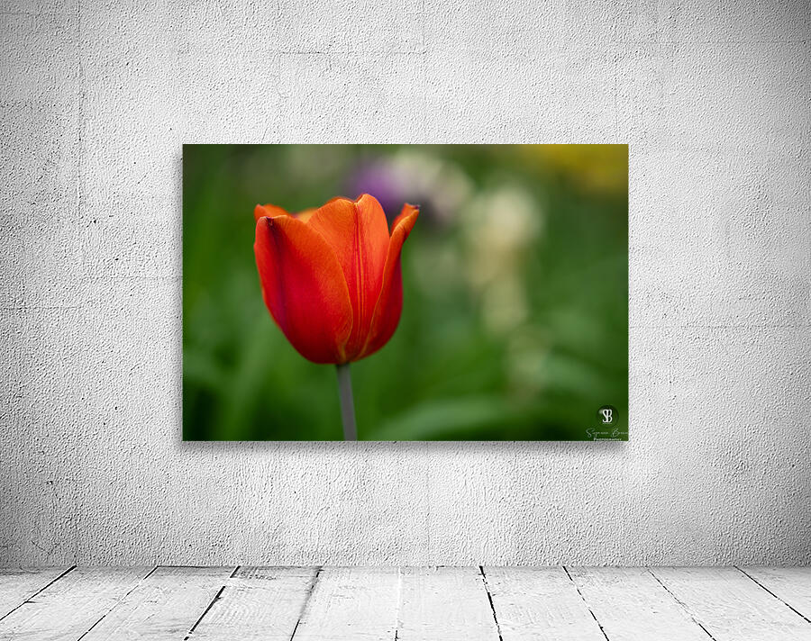 Lovely in Red Wall Preview