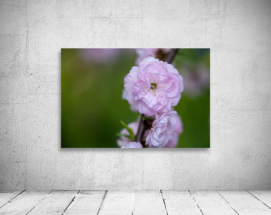 So Delicate Wall Preview