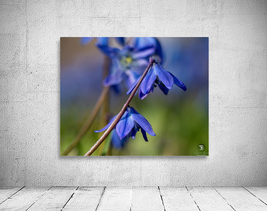 Sapphire Star Wall Preview