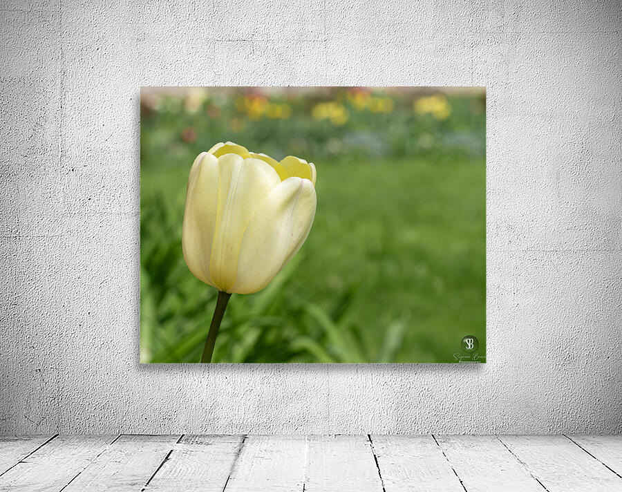 Soft as Yellow Wall Preview