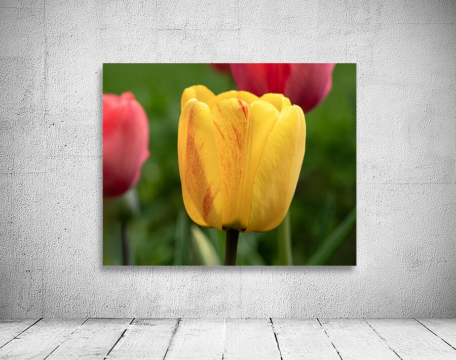 Surrounded by Beauty Wall Preview