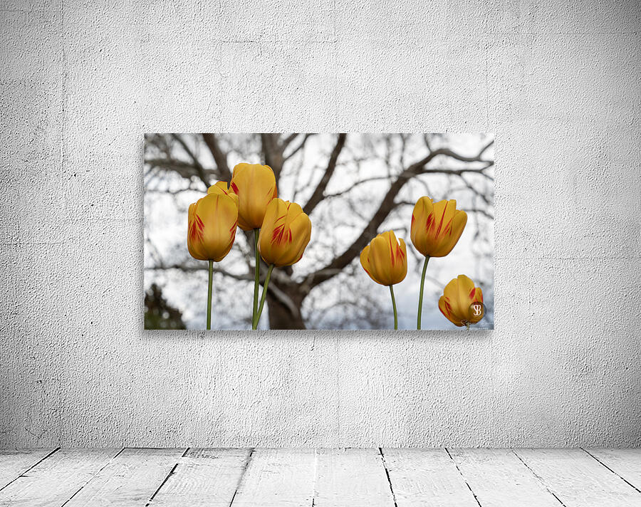 Beautiful Nature Wall Preview