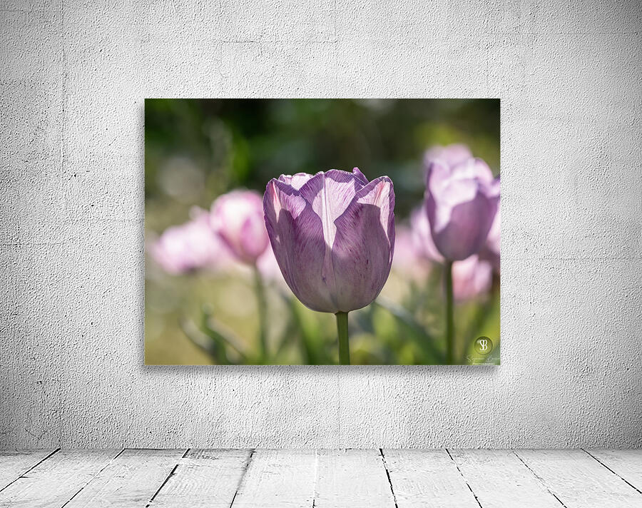 Quite a Beauty Wall Preview