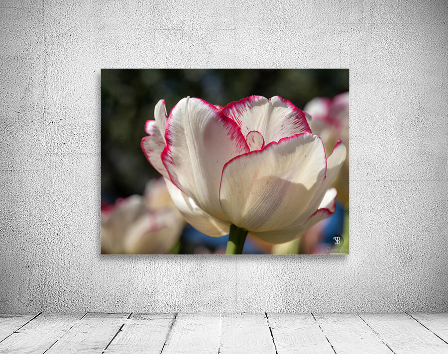 Classy One Wall Preview