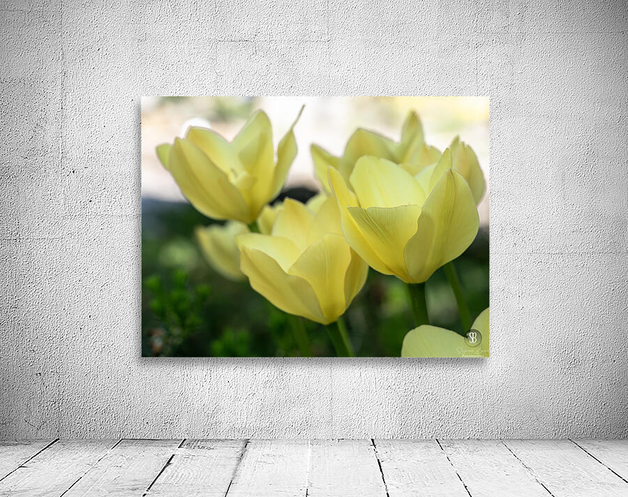 Dreamlike Wall Preview