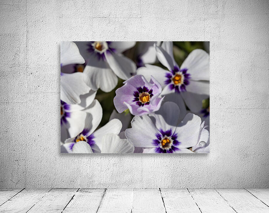 Pretty Nice Wall Preview