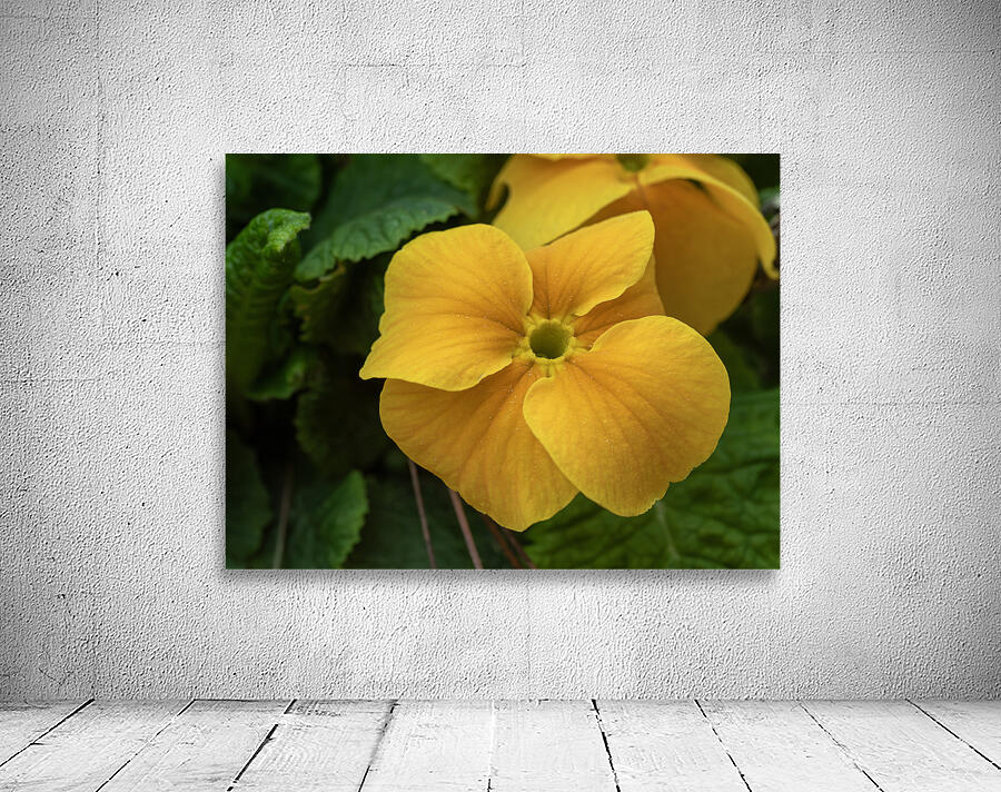 Call me Viola Wall Preview