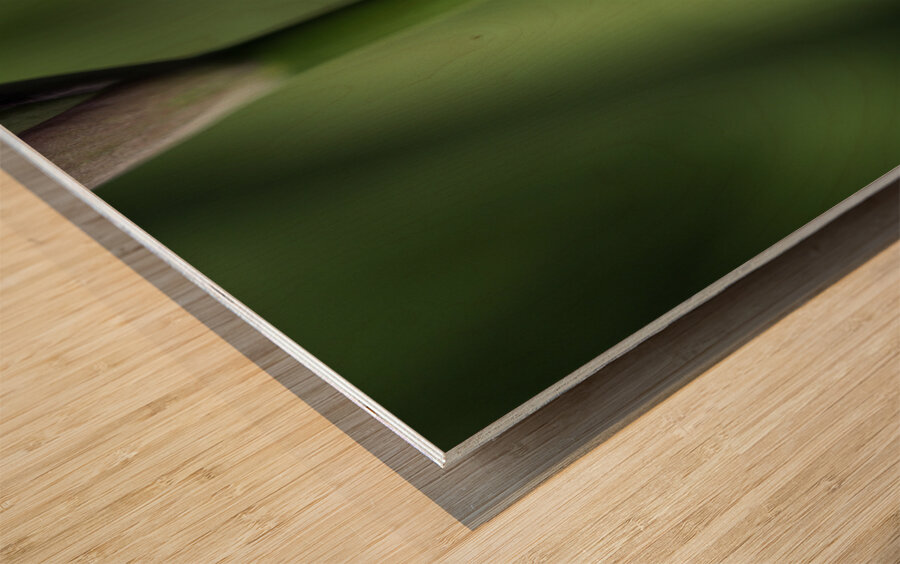 Spider with Rainbow Drop Wood print