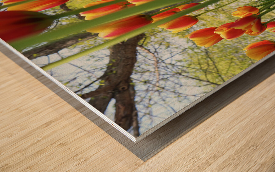 A View From Below Wood print