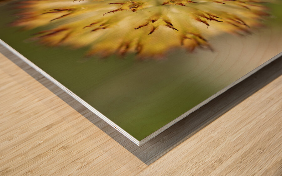 Blanketflower Wood print