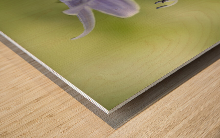 Purple Hosta Flower Wood print