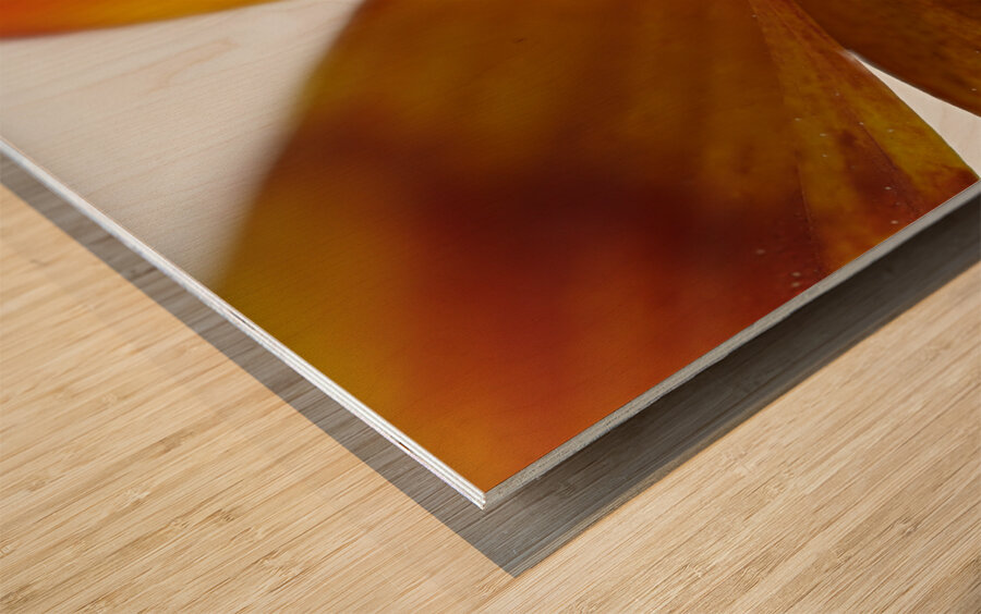 Bidens Ferulifolia Wood print