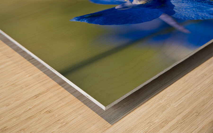 Blue Mirror Wood print