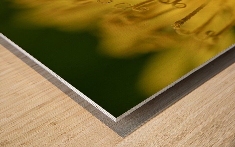 Dandelion Wood print