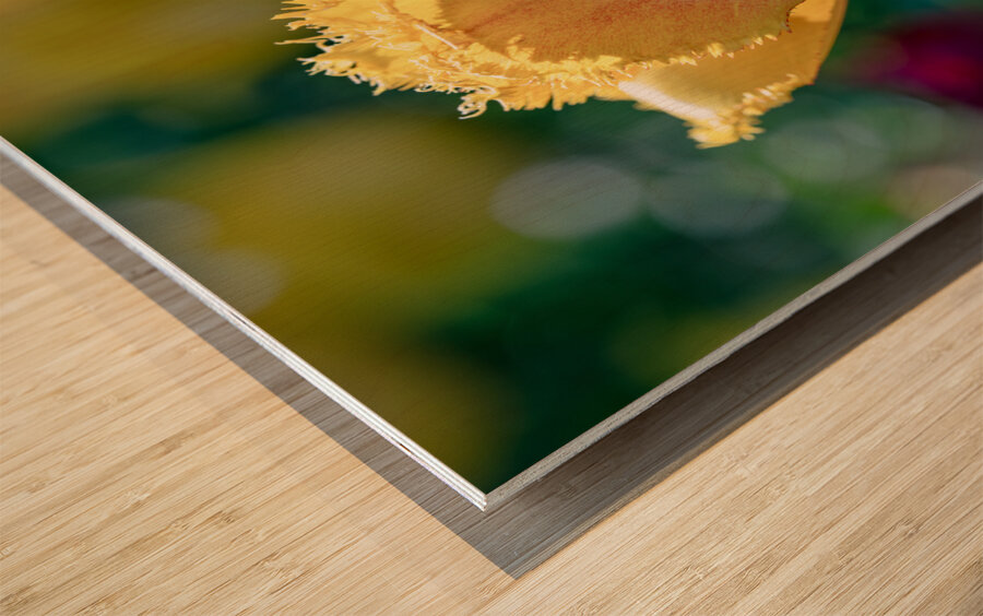 Fringed Blossom Wood print