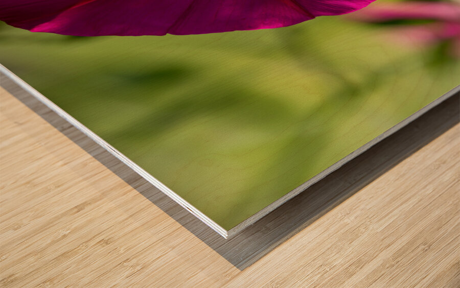 Pretty Trumpet Wood print