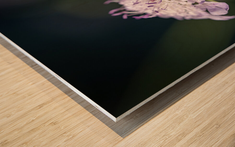 Pincushion Flower Wood print