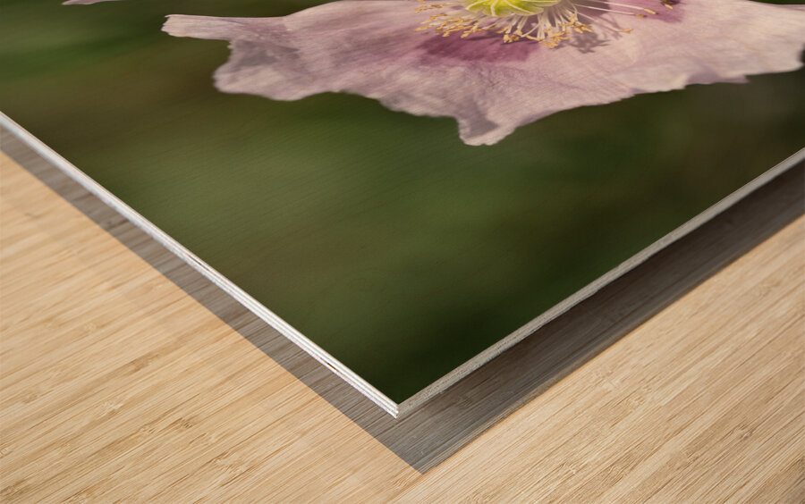 Pink Poppy Wood print