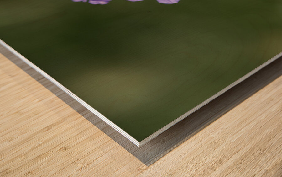 Purple Pincushion Wood print