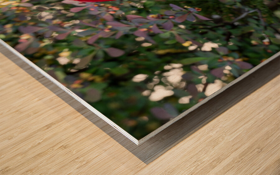 Red as Blood Wood print