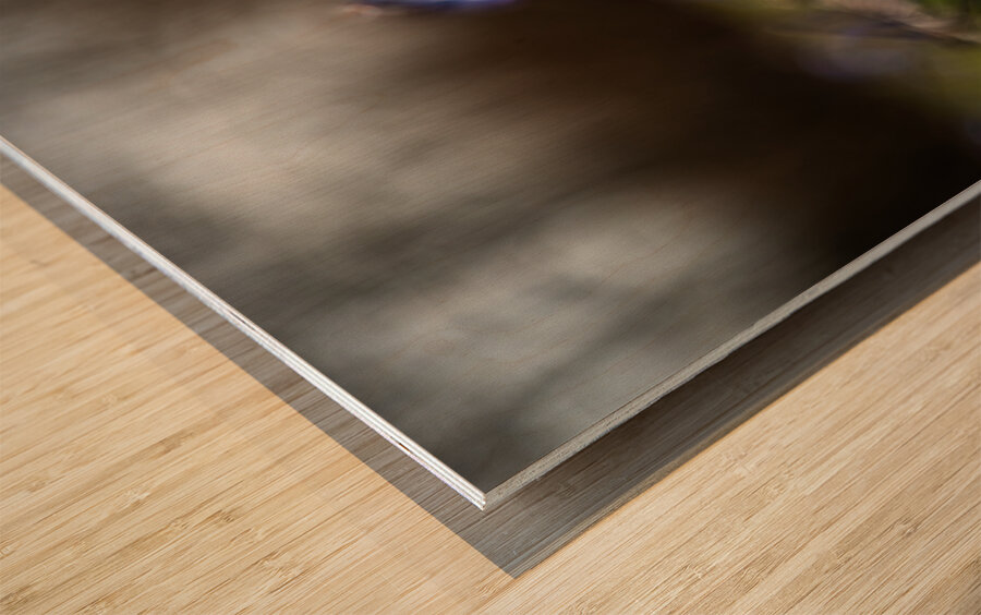 Siberian Squill Wood print