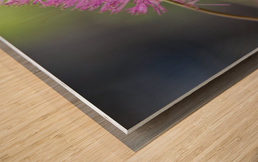 Squirrel Tail Wood print