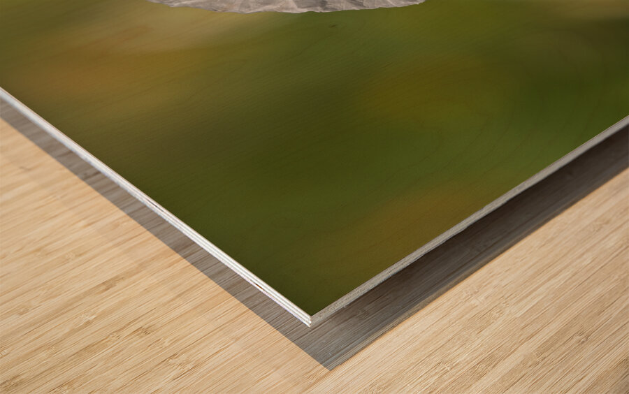 White Poppy Wood print