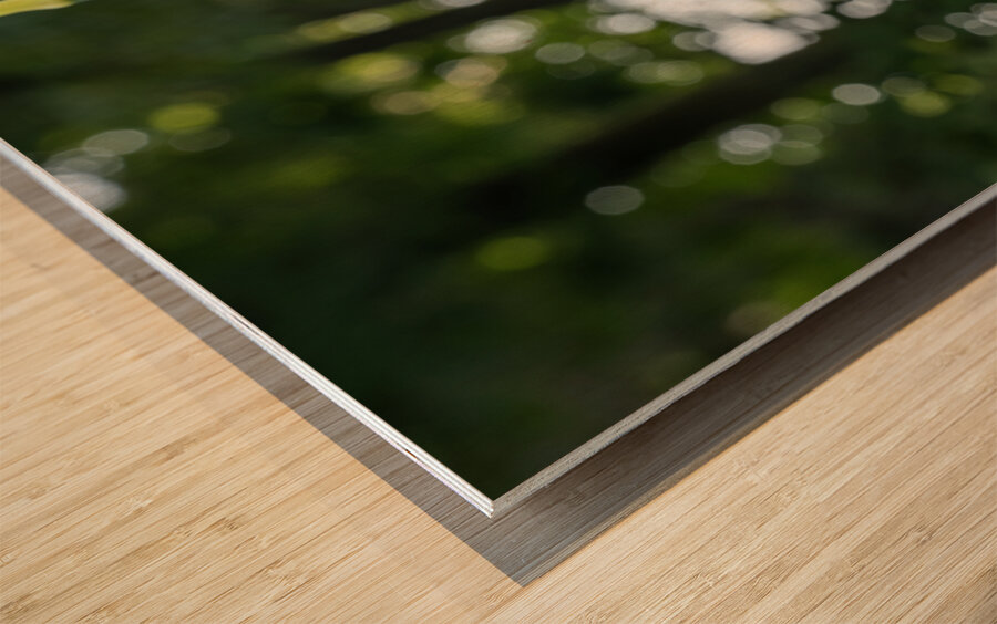 Enchanted Wood print