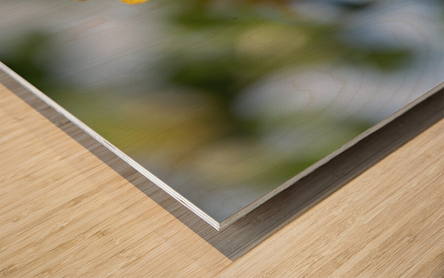 Sunlit Serenade Wood print