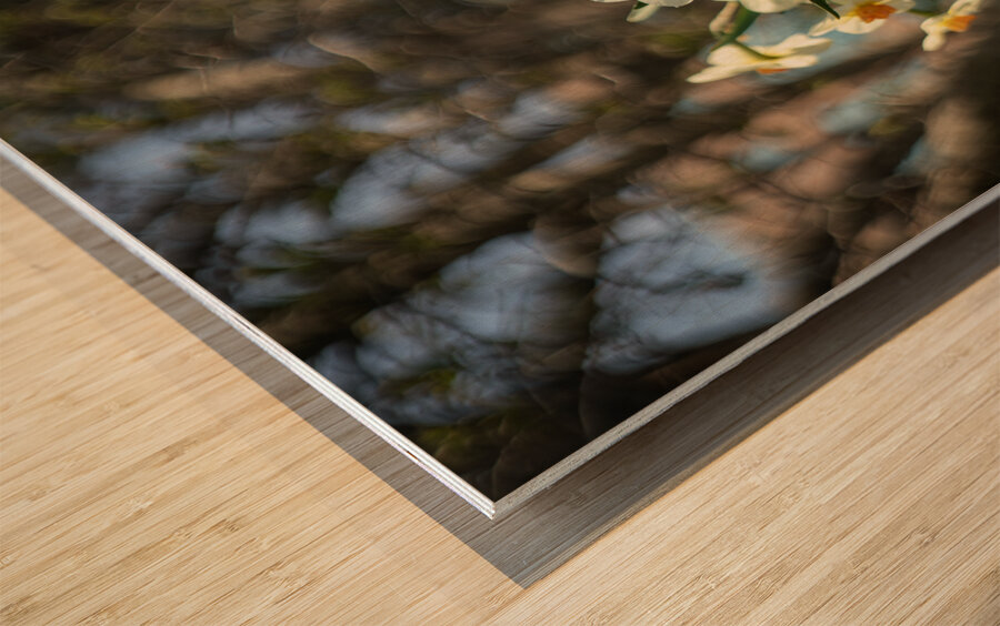 Daffodil Dreams Wood print