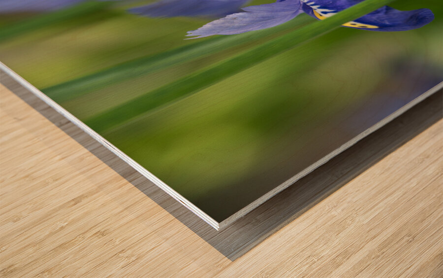 Velvet Blue Wood print