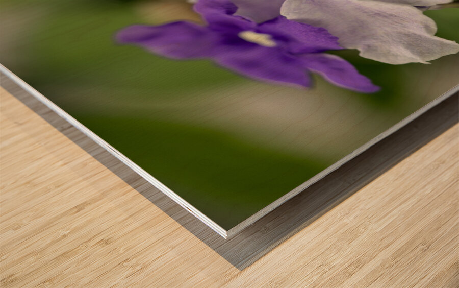 Mauve Melody 1 Wood print