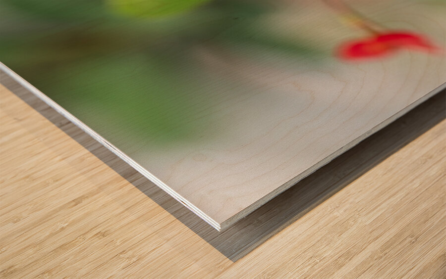 Rosy Red Twilight Wood print