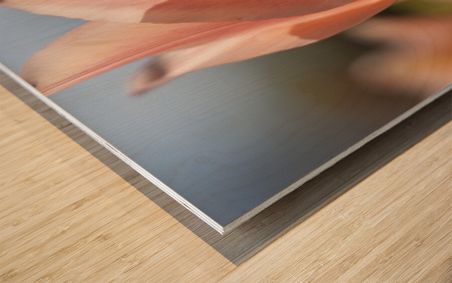 Radiant Reverie Wood print