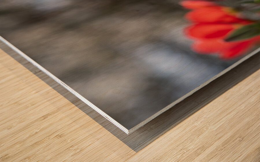 Crimson Elegance Wood print