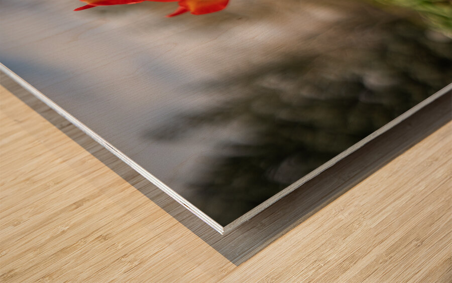 Sunshine Dance Wood print