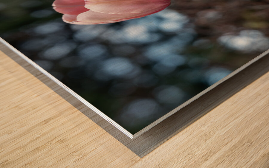 Pink Tulip Harmony Wood print