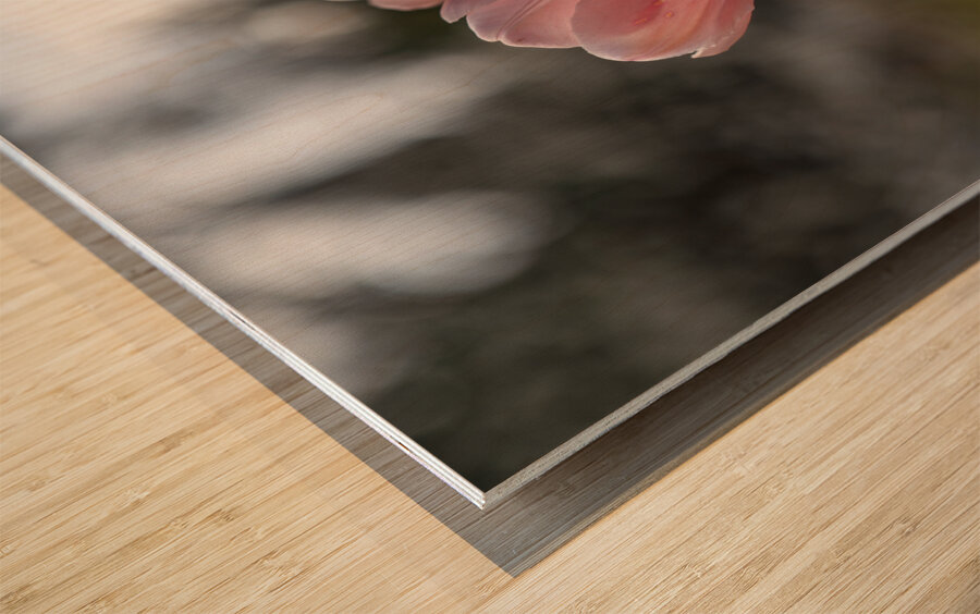 Pink Harmony Wood print