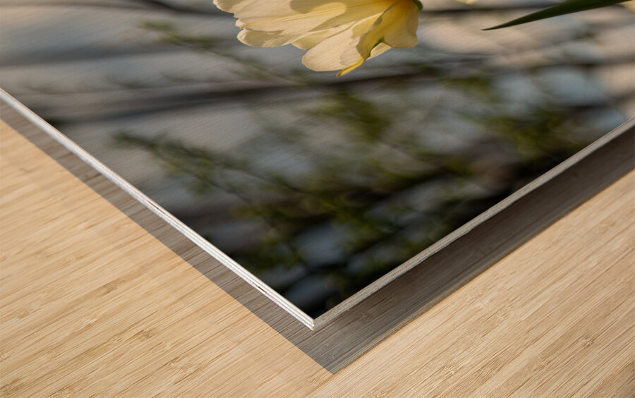 Enchanted Tulips Wood print