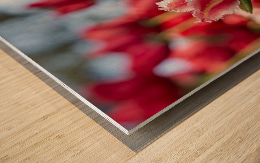  SBP7969 Impression sur bois