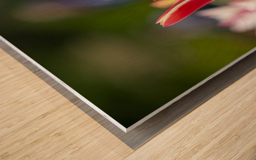 SBP5569 Impression sur bois