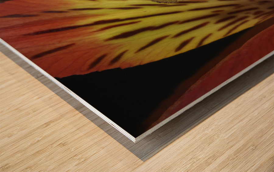 Lily Of The Incas Wood print