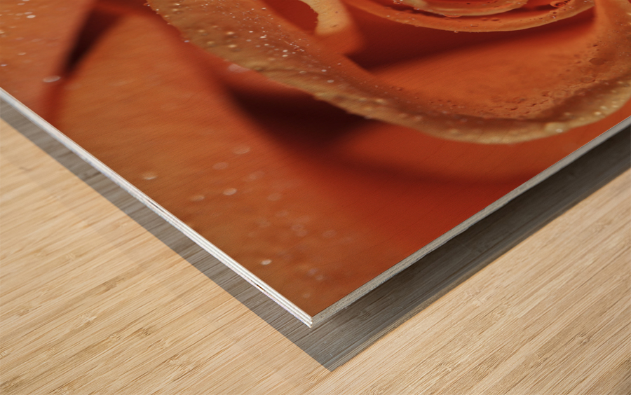 Peach Rose Wood print