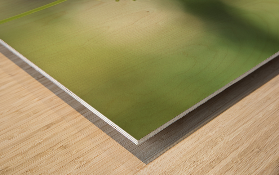 Cephalanthus Occidentalis Wood print