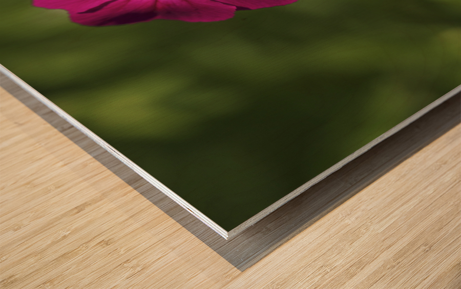 Velvety Beauty Wood print