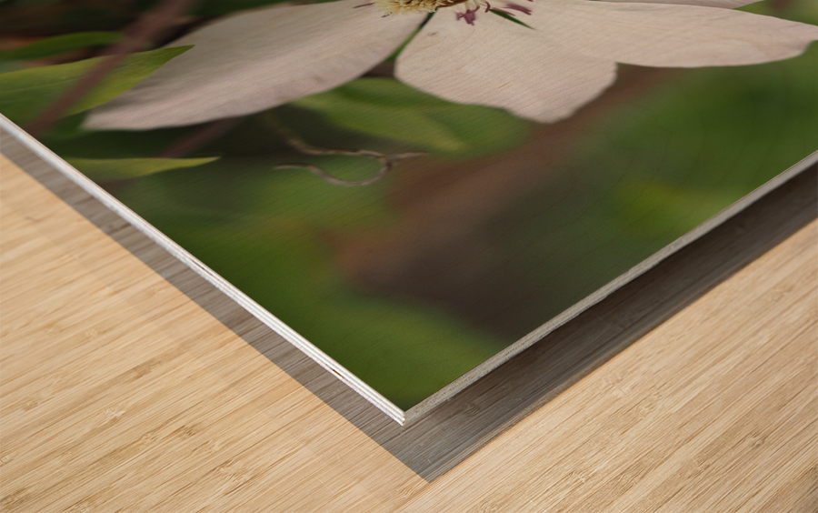 Hidden Beauty Wood print